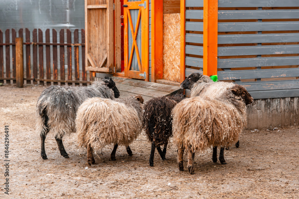 Naklejka premium Shaggy sheep on the farm