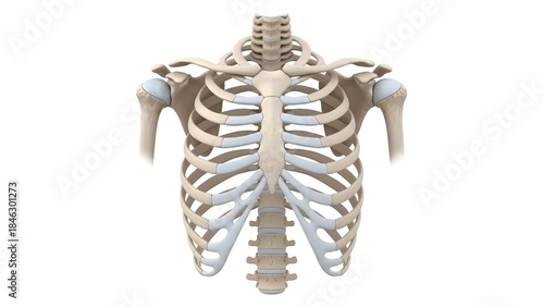 Obraz na płótnie Detailed human thoracic skeleton