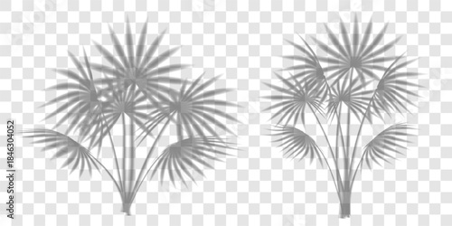 Palm tree leaves shadow, tropic plant overlay on transparent bg. Summer beach light effect, sun shade vector branch texture. Abstract floral sunlight, foliage silhouette on wall. Product gobo mockup