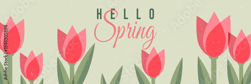 Hello Spring vector banner with cute pink tulips on soft green background. Fresh floral botanical illustration for seasonal posters, web headers, backgrounds, greeting designs and spring promotions.