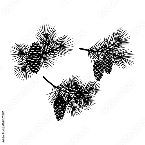 Cedar or pine cones on branches with needles silhouette pack