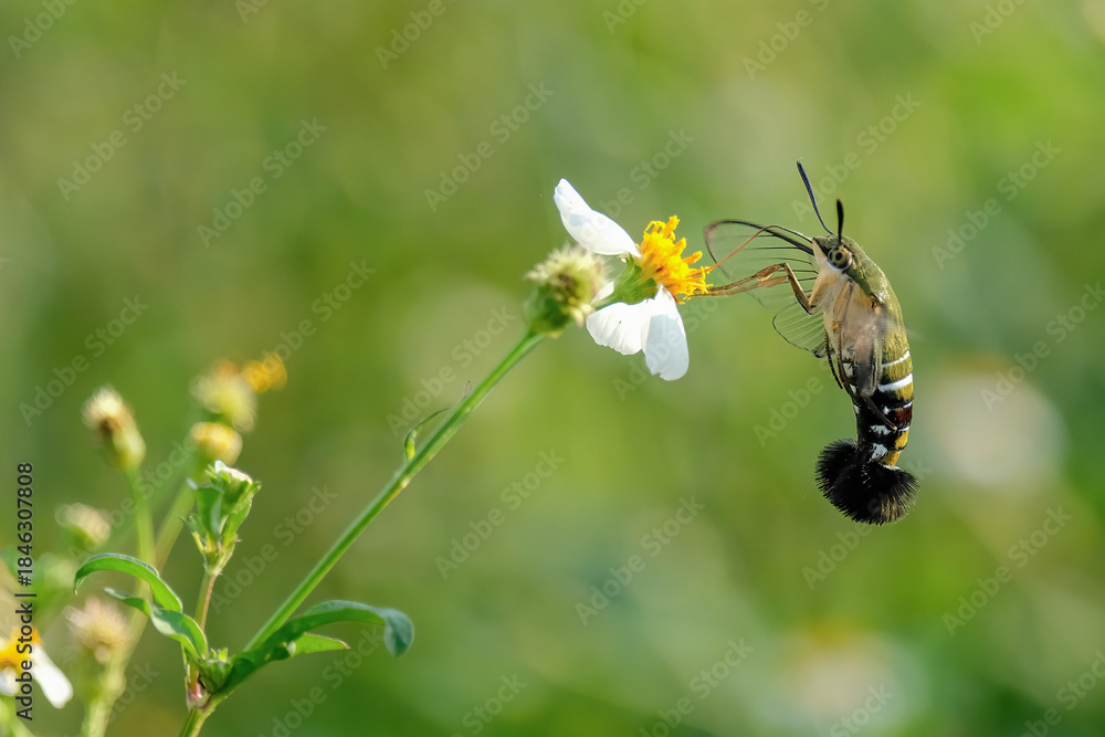 Naklejka premium humming moth sucking pollen at garden