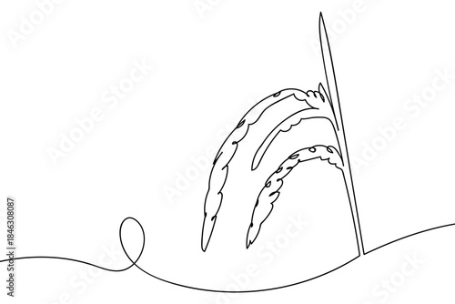 A single, continuous of rice panicle from a rice plant. Single line draw design vector graphic illustration Editable stroke.