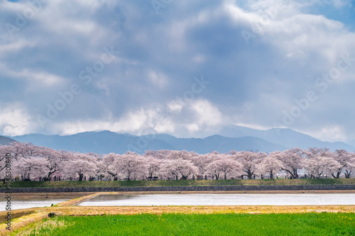Japan Cherry blossom trees row along Funakawa River and Japanese Northern Alps backgreound in Asahi, Toyama, Japan.