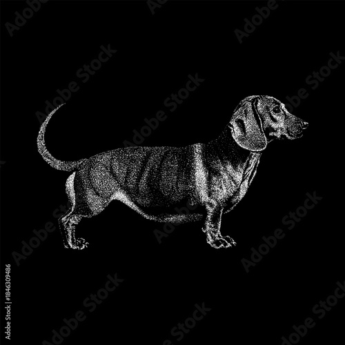 Doxle, a charming Dachshund and Beagle mix, shown in side profile with a long body, short legs, and alert posture, isolated on a black background.