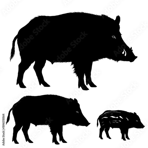 Silhouette of a Wild Boar Family Sow Boar and Piglet.