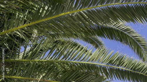 Vibrant palm fronds spread across a clear blue sky, capturing vivid greens and bright sunlight. HDR nature stock video ideal for travel, tropical themes, and outdoor scenery projects.