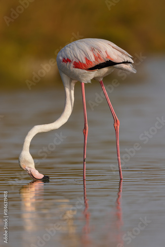 Greater flamingo (Phoenicopterus roseus) feeding in the shallow water of a lagoon in the Camargue, France.