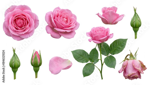 Pink Rose Set Isolated: Blooming, Bud, Withered, and Petal Stages