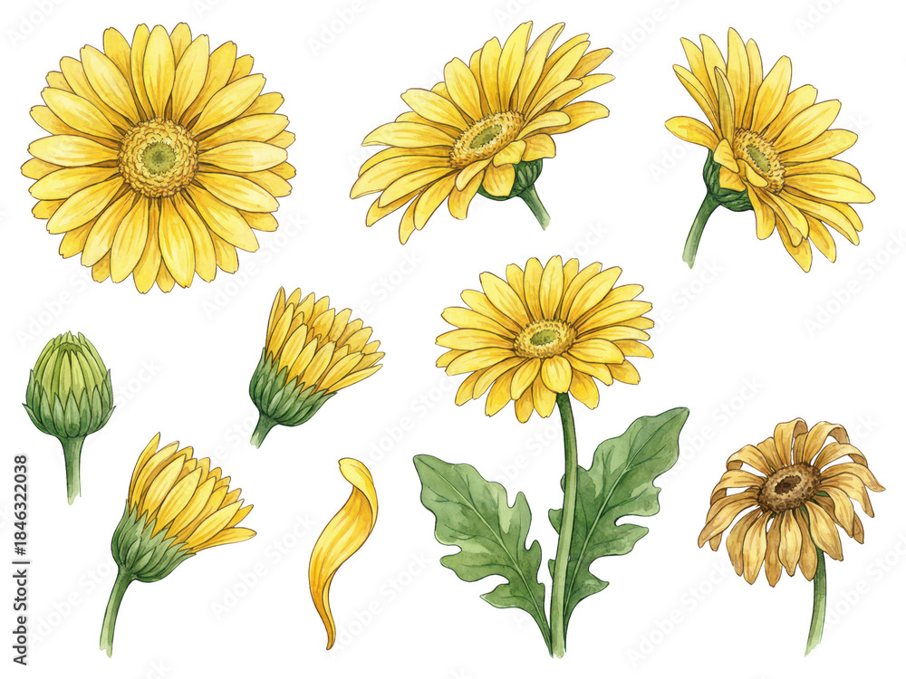 Fototapeta premium Yellow Gerbera Daisy Watercolor Set: Bloom, Bud, Leaf, Isolated