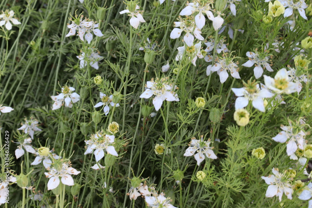 Fototapeta premium black cumin flower on farm