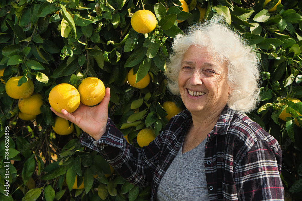 Fototapeta premium Golden Harvest: Senior Farmer with Citrus Fruits