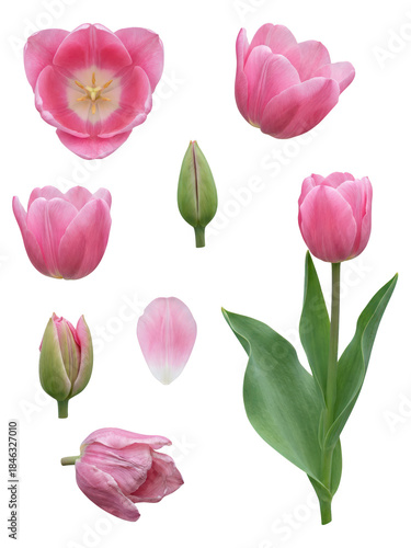 Wallpaper Mural Pink Tulip Flower Set Isolated on White Background Torontodigital.ca