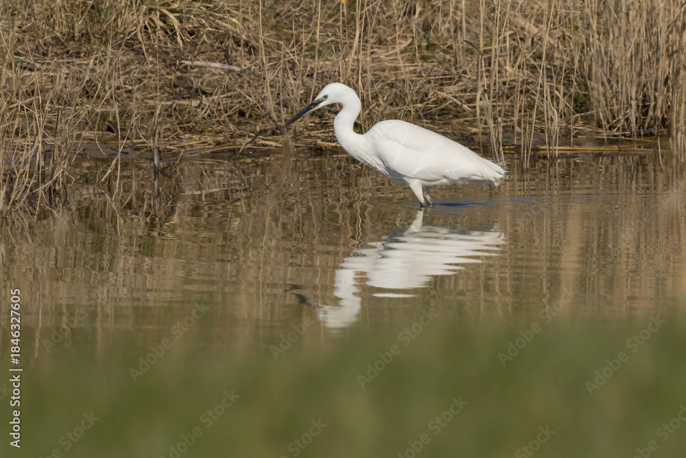 Naklejka premium The little egret (Egretta garzetta) is a species of small heron in the family Ardeidae. It is a white bird with a slender black beak, long black legs 