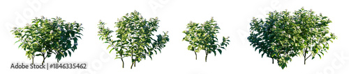 Wallpaper Mural Jasminum Sambac (Arabian Jasmine) plant or shrub isolated PNG on a transparent background premium nature cutout Torontodigital.ca