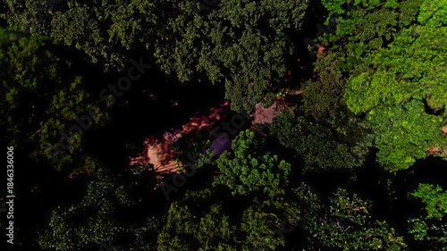 Beautiful Rio de Janeiro jungles Brazil