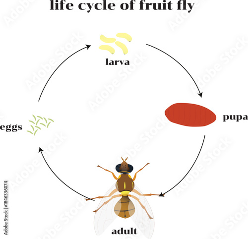 Fruit flies are one of the most destructive pests of fruits and vegetables in the world.