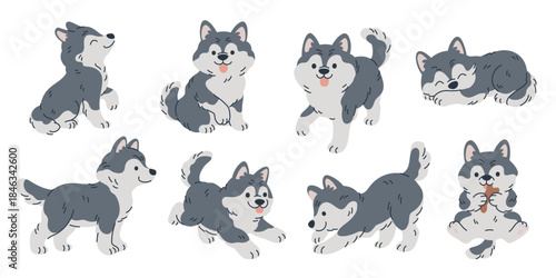 Cute husky character. Pet breed, thick wool, adorable animal in different poses, north sled dogs for sledding, funny malamute puppy playing, cartoon flat style isolated garish vector set