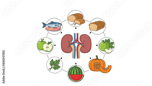 Kidney Health Diet and Healthy Food Illustration