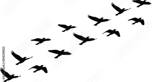Flying bird silhouette vector illustration, flock of birds in flight, black avian shapes, freedom concept, isolated on white background, minimalist nature design