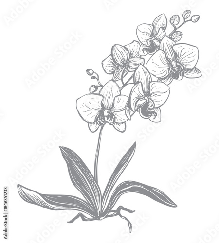 Phalaenopsis orchid with flowers, leaves, and buds. Vector orchid bush. Black ink drawing imitating engraving. Line illustration of an exotic flower. Bouquet in a tropical forest.