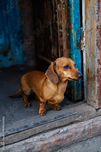 Close-up of a Cute Brown Dachshund Dog with Sad Eyes Resting on a Soft Fleece Blanket, Loyal Pet Portrait and Home Comfort Concept