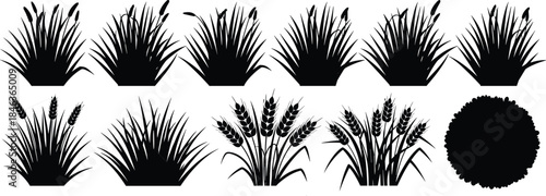 Grass and bush silhouettes collection featuring wild plants reeds and shrubs isolated on white background, botanical landscape black vector illustration set