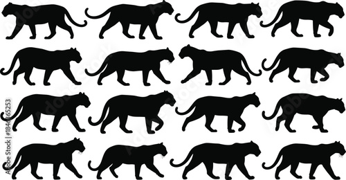 Panther walking silhouettes collection showing big wild cats in different steps isolated on white background, animal motion vector illustration walking silhouettes collection set