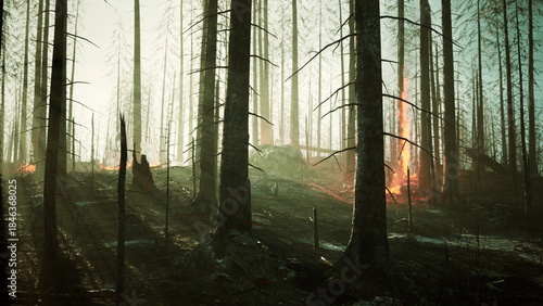 Bilde på lerret In a forest, burned trees stand tall against a smoky sky