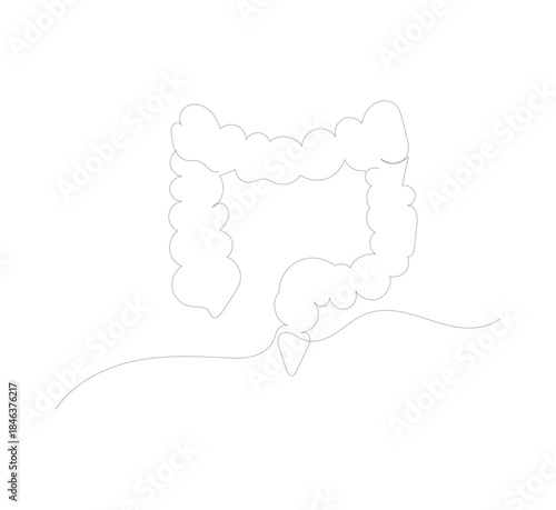 Single line drawing of human large intestine organ. Continuous line drawing of human internal organs, intestines, small intestine, large intestine, digestive tract.vector illustrator