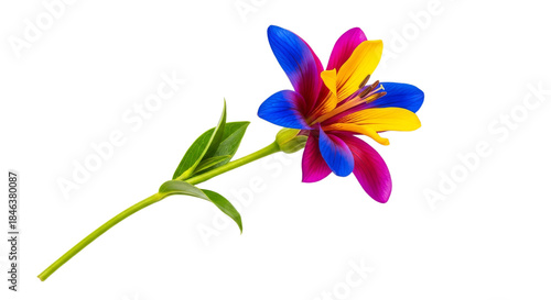 Chromatic floral bloom: A vibrant flower with blue magenta and yellow petals isolated on white background showcases nature's artistry and colorful