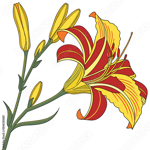hemerocallis bonanza vector