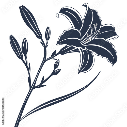 hemerocallis bonanza on white background 