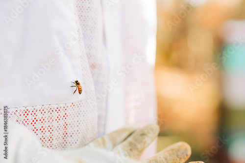 Honey bee resting on white beekeeper suit