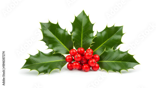 Beautiful Christmas Holly Sprig Featuring Shiny Green Leaves and Vivid Red Berries