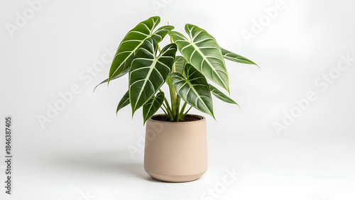 Vibrant Alocasia houseplant with elegant dark green leaves and striking white veins
