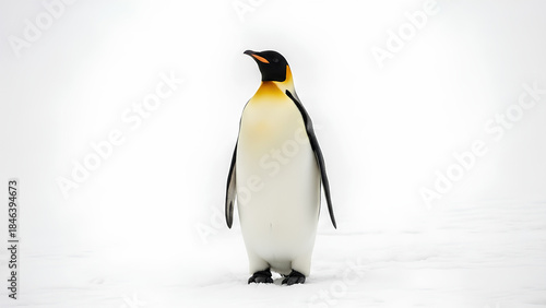 A magnificent emperor penguin stands alone gracefully on a pristine white snowy landscape
