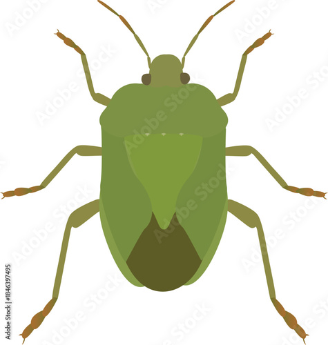 The green stink bug is a major pest that feeds on the sap of many cash crops, causing damage.