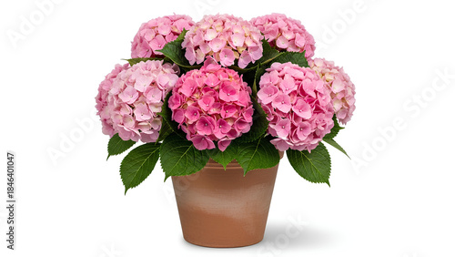Vibrant pink hydrangea plant blossoming in a rustic terracotta pot for home decor