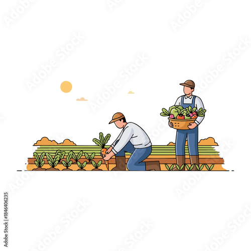 Farmers Harvesting Fresh Vegetables in a Field, Organic Farming and Healthy Food Concept