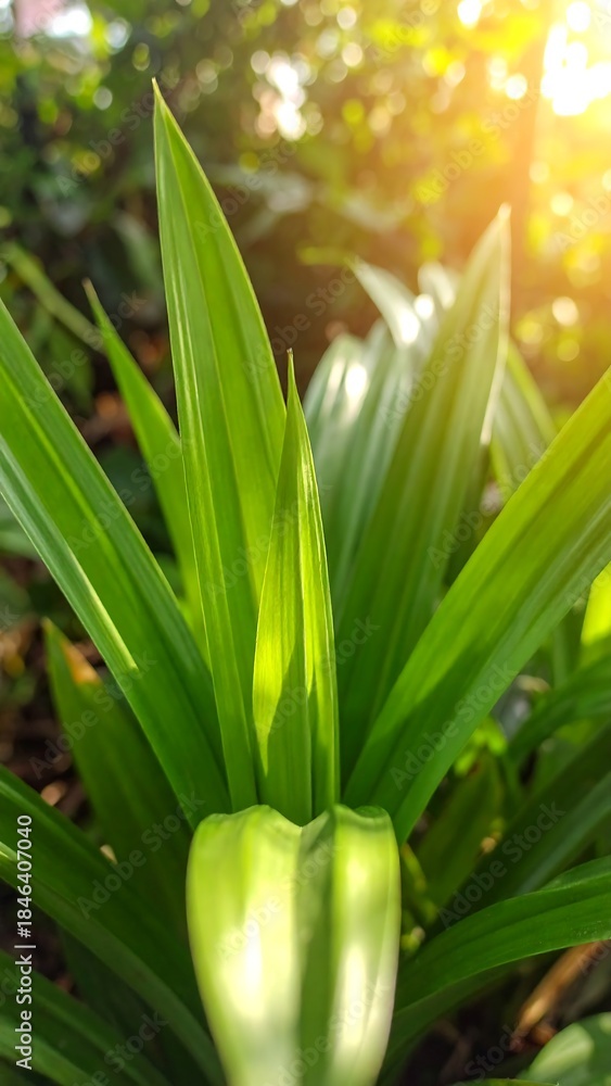 Fototapeta premium Close-up of vibrant, green, elongated leaves with sunlight