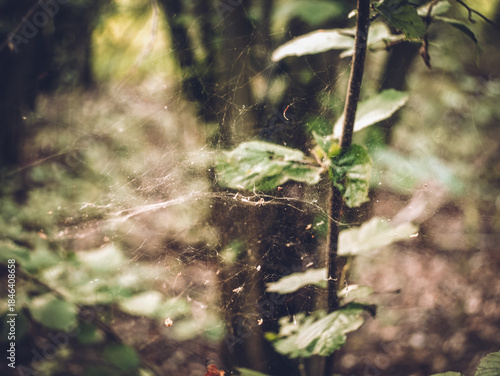 sunlight on hazel leaves in forest
