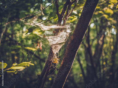 Spider web between branches in the forest