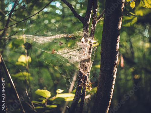 Spider web between branches in the forest