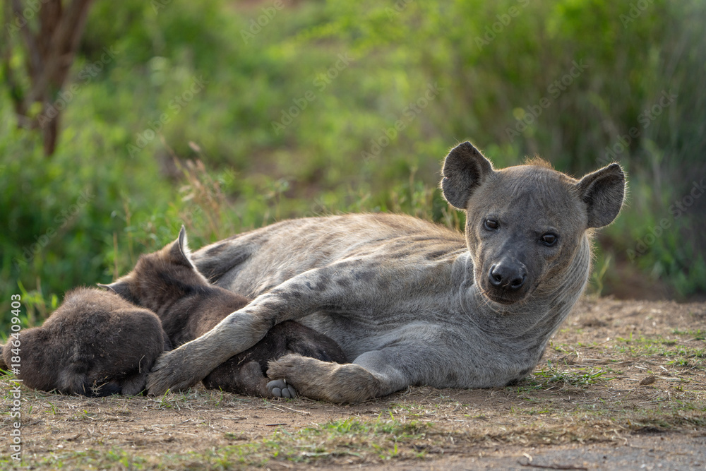 Fototapeta premium A female spotted hyena lying suckling her cubs with a green blurred background, Kruger Park. 