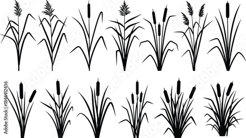 Cattail and Reed Silhouettes Set: Black Wetland Grass, Swamp Plant, and Thicket Bush Icons for Nature Landscape, Pond, and Lake Design Vector.