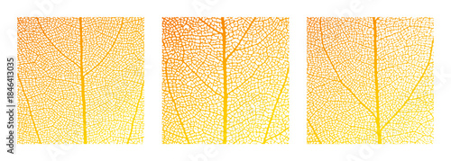 Leaf vein cell skeleton texture abstract background set with close up plant leaf cells structure pattern vector illustration. Macro orange leaf vein skeleton organic lattice natural foliage texture.