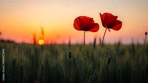Red poppies in a wheat field at sunset