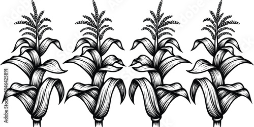Horizontal Repeatable Border of Corn Stalks and Maize Plants Vector; Vintage Hand-Drawn Engraving Illustration for Agriculture, Farming, and Harvest Design; Black and White.