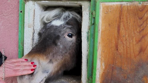 Horse Greets Person at Opening in Barn Wall During Sunny Day in Rural Area